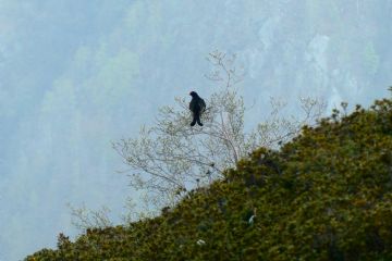 "Relazione tecnica sulle attività di censimento e monitoraggio dei galliformi alpini nelle Aree Protette della Valsesia"