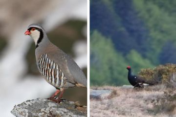Sono online la Relazione 2024 del Centro di referenza  della &quot;Tipica fauna alpina&quot; e il report galliformi 2024