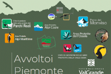 Online il report numero 10 di Avvoltoi Piemonte