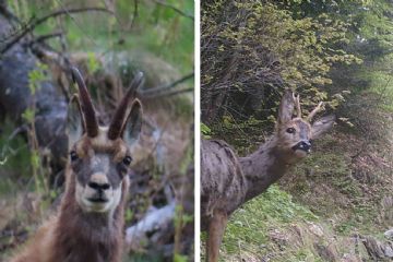 Censimenti ungulati — aggiornamento 2025