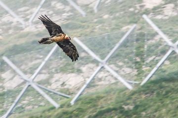 E' online infoGipeto n.39