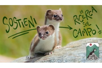 Dalla mascotte alla ricerca: studiare l’ermellino per proteggerlo