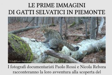 Incontro divulgativo "Le prime immagini di gatti selvatici in Piemonte" - Rassa